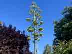 Century Plant Century Plant