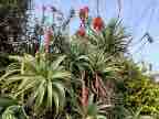 Torch Aloe Torch Aloe