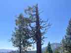 Incense Cedar Incense Cedar