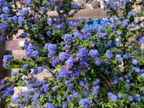 Ceanothus Ceanothus