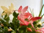 Christmas Cactus Christmas Cactus