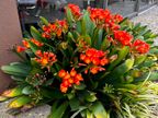 Clivia Clivia