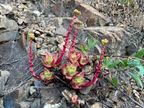 Bluff Lettuce Bluff Lettuce