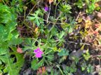 Cutleaf Geranium Cutleaf Geranium