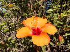 Hibiscus Hibiscus