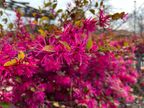 Loropetalum Loropetalum