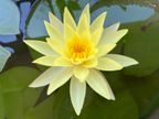 Water Lily Water Lily