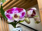 Orchid Orchid