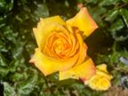 Rose Rose