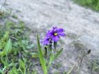 Blue-Eyed Grass Blue-Eyed Grass