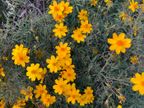Copper Canyon Daisy Copper Canyon Daisy