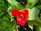 Tulip Tulip